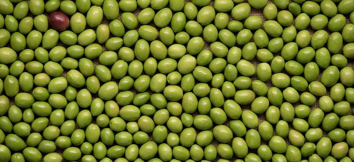 aceituna picual de Jaen