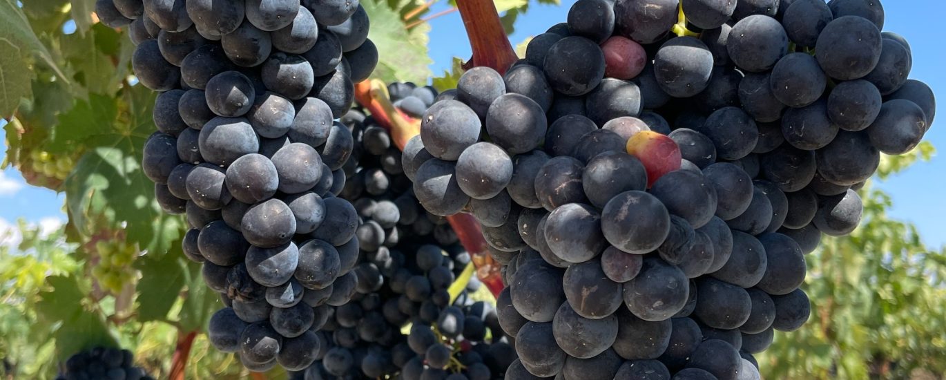 Aldaluz wine