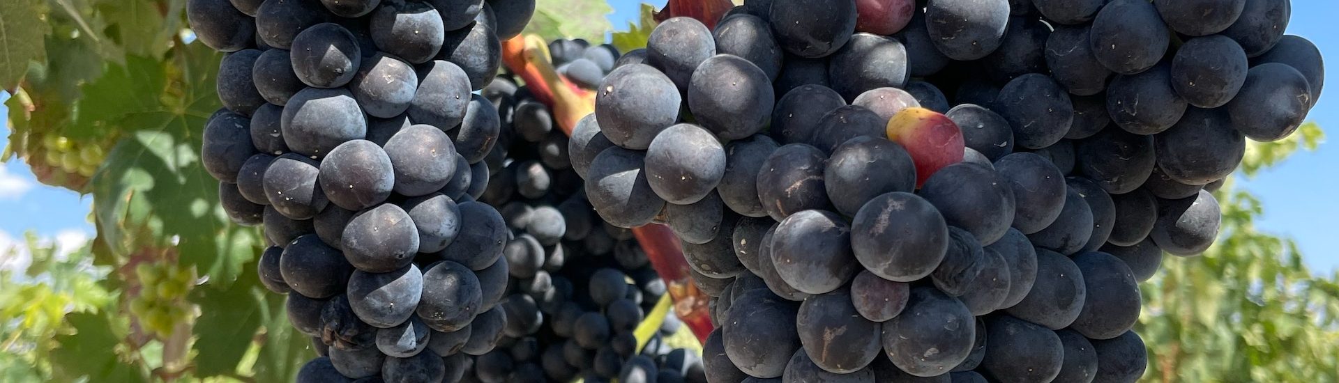 Aldaluz wine