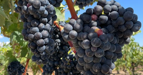 Aldaluz wine