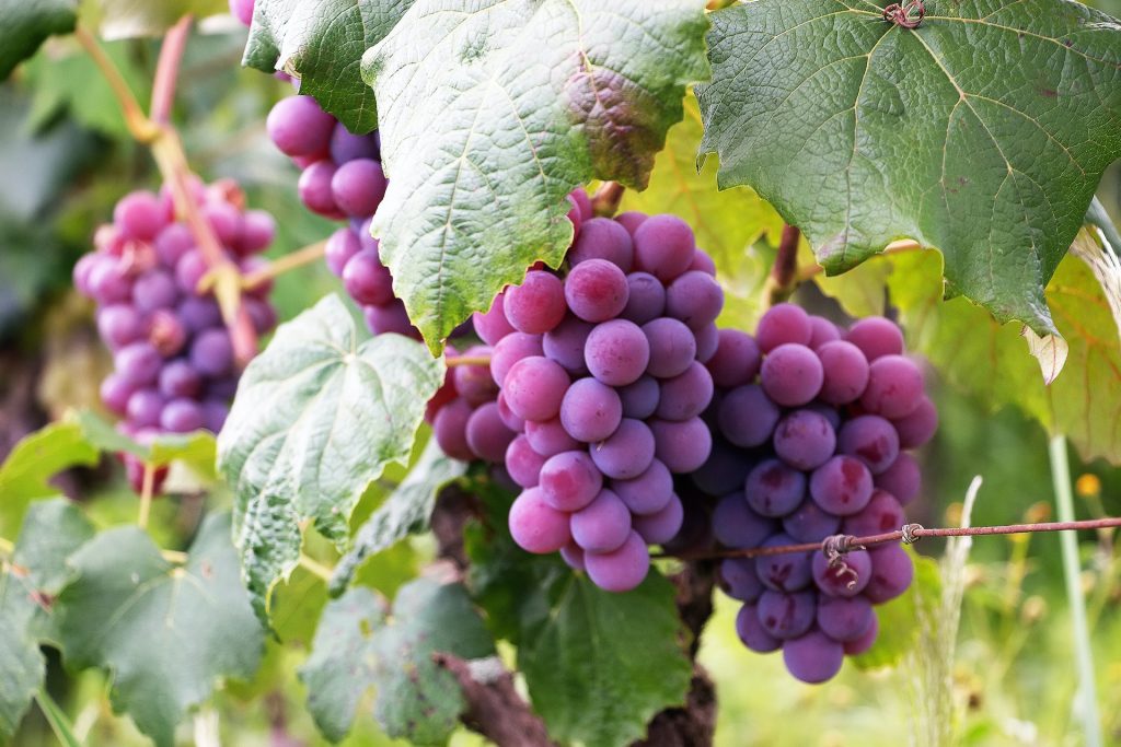 aldaluz grapes
