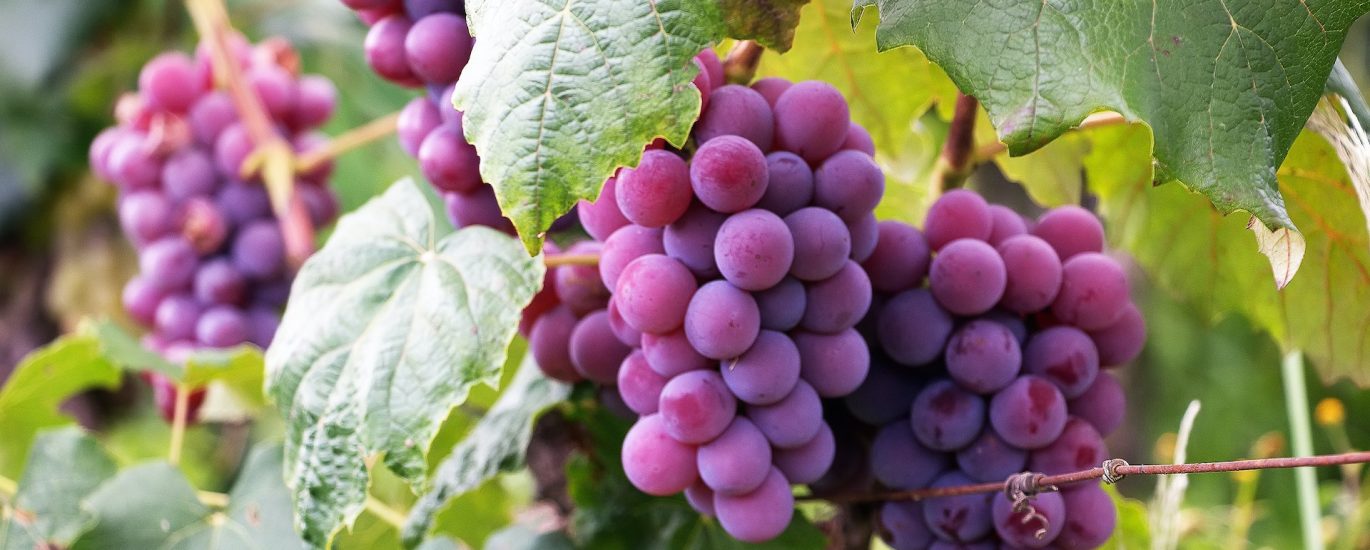 aldaluz grapes