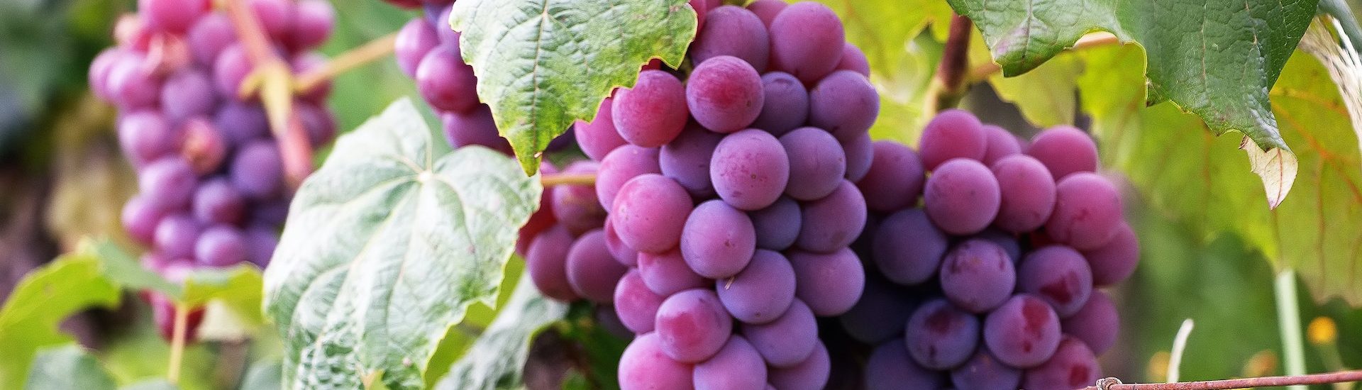 aldaluz grapes