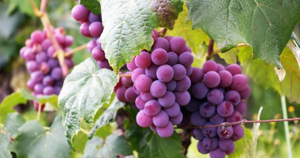 aldaluz grapes